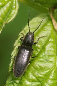 Attēlu rezultāti vaicājumam “Hemicrepidius sp.”