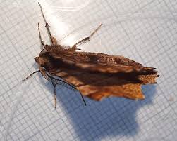 Attēlu rezultāti vaicājumam “Selenia dentaria imago”