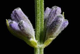 Attēlu rezultāti vaicājumam “Lavandula angustifolia bud”