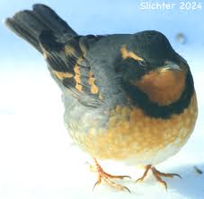 Image result for Ixoreus naevius