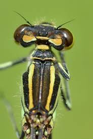 Attēlu rezultāti vaicājumam “Coenagrion hastulatum”