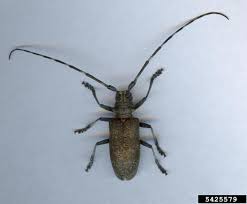 Attēlu rezultāti vaicājumam “Monochamus galloprovincialis”