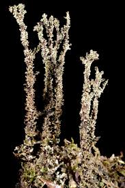 Attēlu rezultāti vaicājumam “Cladonia squamosa”