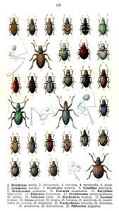 Attēlu rezultāti vaicājumam “Enteridium variabile”