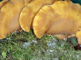 Attēlu rezultāti vaicājumam “Phyllotopsis nidulans”