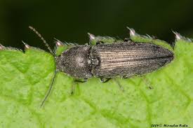 Attēlu rezultāti vaicājumam “Cidnopus aeruginosus”