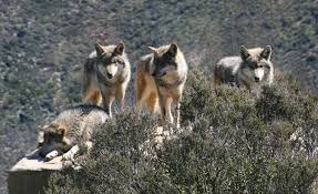 Image result for Westgate Wolves A.R.L.F.C.