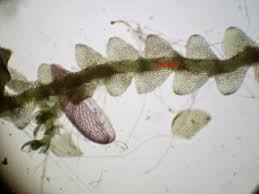 Attēlu rezultāti vaicājumam “Calypogeia sphagnicola”