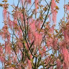 Attēlu rezultāti vaicājumam “Acer negundo female flower”