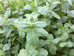 Attēlu rezultāti vaicājumam “Mentha x verticillata leaf”