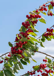 Attēlu rezultāti vaicājumam “Malus prunifolia fruit”