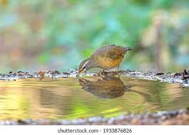 Image result for Turdus obscurus