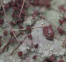 Attēlu rezultāti vaicājumam “Baeomyces rufus”