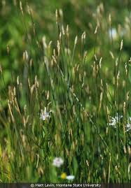 Attēlu rezultāti vaicājumam “Eleocharis palustris”