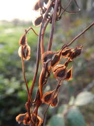 Attēlu rezultāti vaicājumam “Fallopia dumetorum”