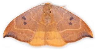 Attēlu rezultāti vaicājumam “Watsonalla binaria”