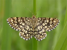 Attēlu rezultāti vaicājumam “Chiasmia clathrata”