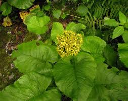 Attēlu rezultāti vaicājumam “Ligularia sibirica leaf”