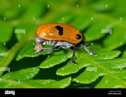 Attēlu rezultāti vaicājumam “Clytra quadripunctata”