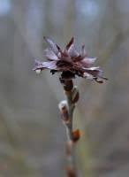 Attēlu rezultāti vaicājumam “Rhabdophaga rosaria”