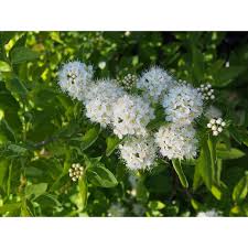 Attēlu rezultāti vaicājumam “Spiraea chamaedryfolia”