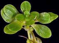 Attēlu rezultāti vaicājumam “Callitriche verna leaf”