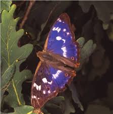 Attēlu rezultāti vaicājumam “Apatura ilia male”