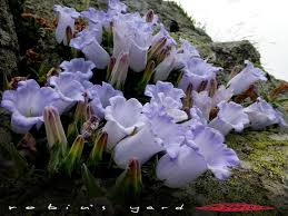 Image result for Campanula formanekiana