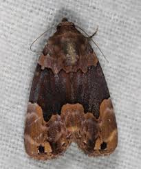 Attēlu rezultāti vaicājumam “Diderma deplanatum”