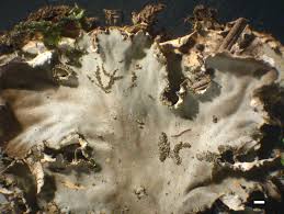 Attēlu rezultāti vaicājumam “Peltigera praetextata”