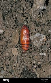 Attēlu rezultāti vaicājumam “Hepialus lupulinus”