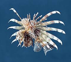 Image result for Pterois volitans