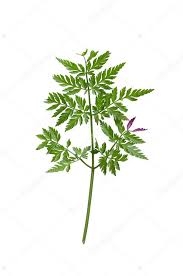 Attēlu rezultāti vaicājumam “Anthriscus sylvestris leaf”