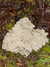 Attēlu rezultāti vaicājumam “Licea minima spores”