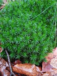 Attēlu rezultāti vaicājumam “Polytrichum formosum”
