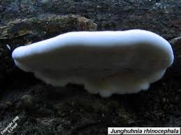 Attēlu rezultāti vaicājumam “Junghuhnia collabens”