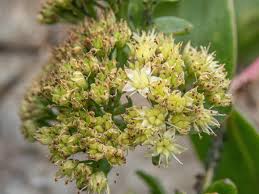 Attēlu rezultāti vaicājumam “Hylotelephium maximum flower”