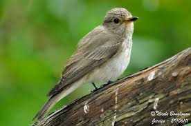 Attēlu rezultāti vaicājumam “Muscicapa striata adult”