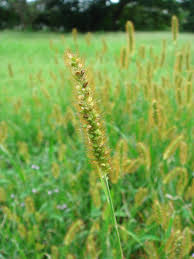 Attēlu rezultāti vaicājumam “Setaria glauca”