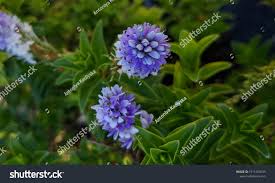 Attēlu rezultāti vaicājumam “Callitrichaceae”