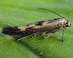 Attēlu rezultāti vaicājumam “Scythris limbella”