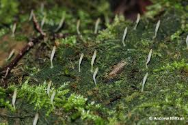 Attēlu rezultāti vaicājumam “Multiclavula mucida”