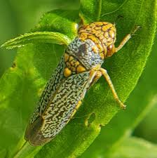 Attēlu rezultāti vaicājumam “Ophiotheca chrysosperma macro”