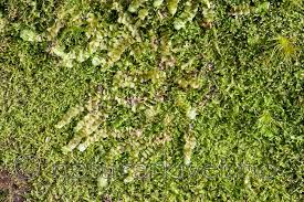 Attēlu rezultāti vaicājumam “Calypogeia suecica”