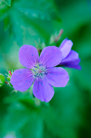 Image result for Geranium pratense