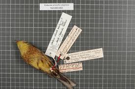 Attēlu rezultāti vaicājumam “Emberiza citrinella adult”