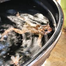 Image result for Bath Amphibians