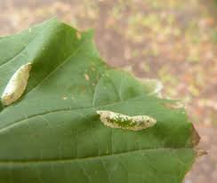Attēlu rezultāti vaicājumam “Phyllonorycter platanoidella”
