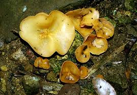 Attēlu rezultāti vaicājumam “Aleuria aurantia”