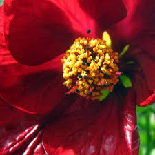 Image result for Heuchera `Swirling Fantasy`